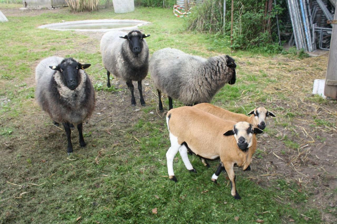Landpension Zum Schweizerberg Neugrimnitz Luaran gambar